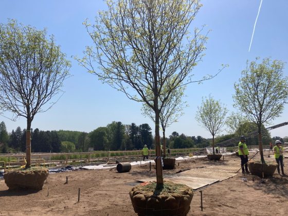 yellowwood trees with their roots in burlap waiting to be planted